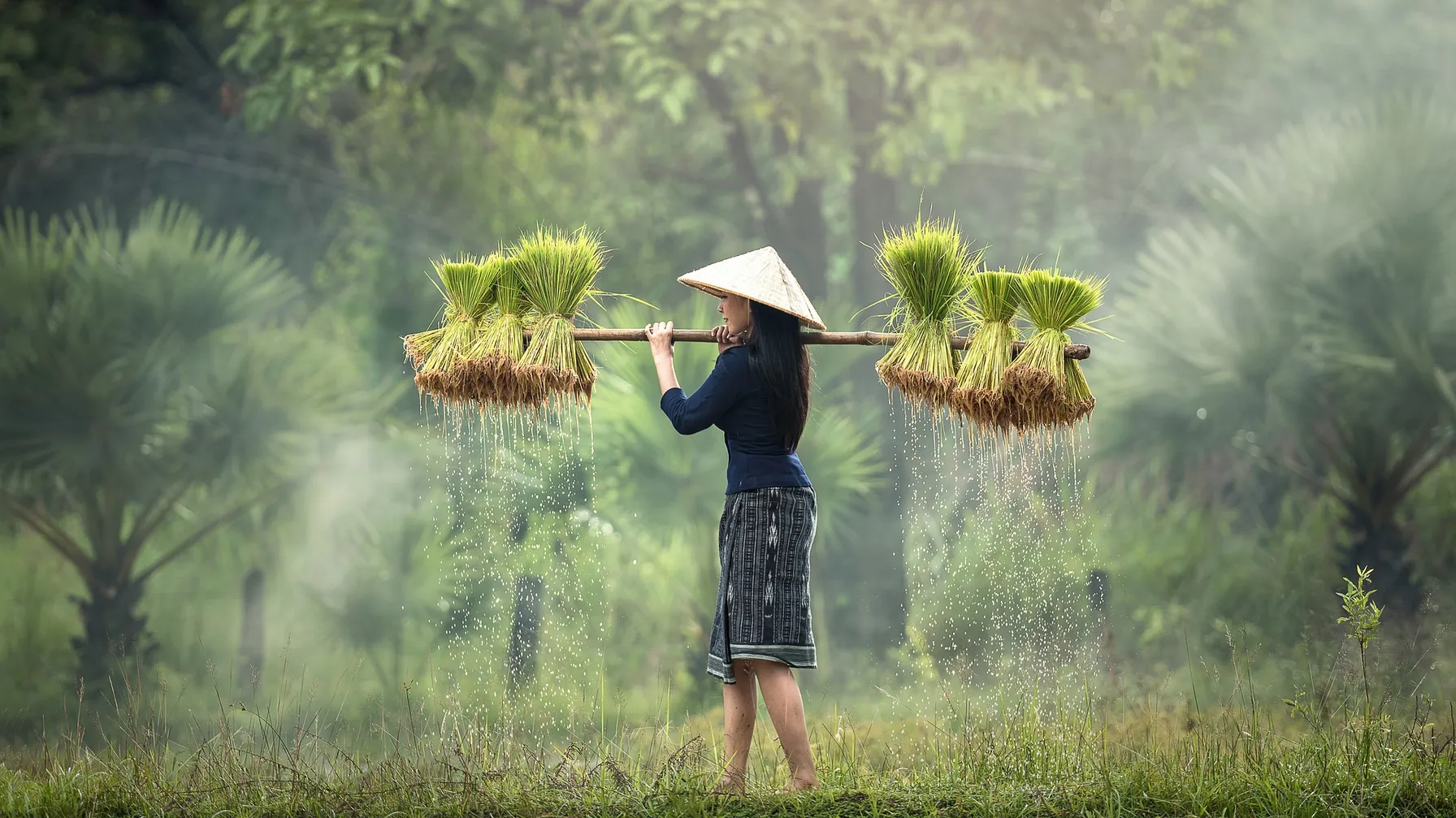 Quand partir au Vietnam : votre guide complet pour choisir la meilleure période article