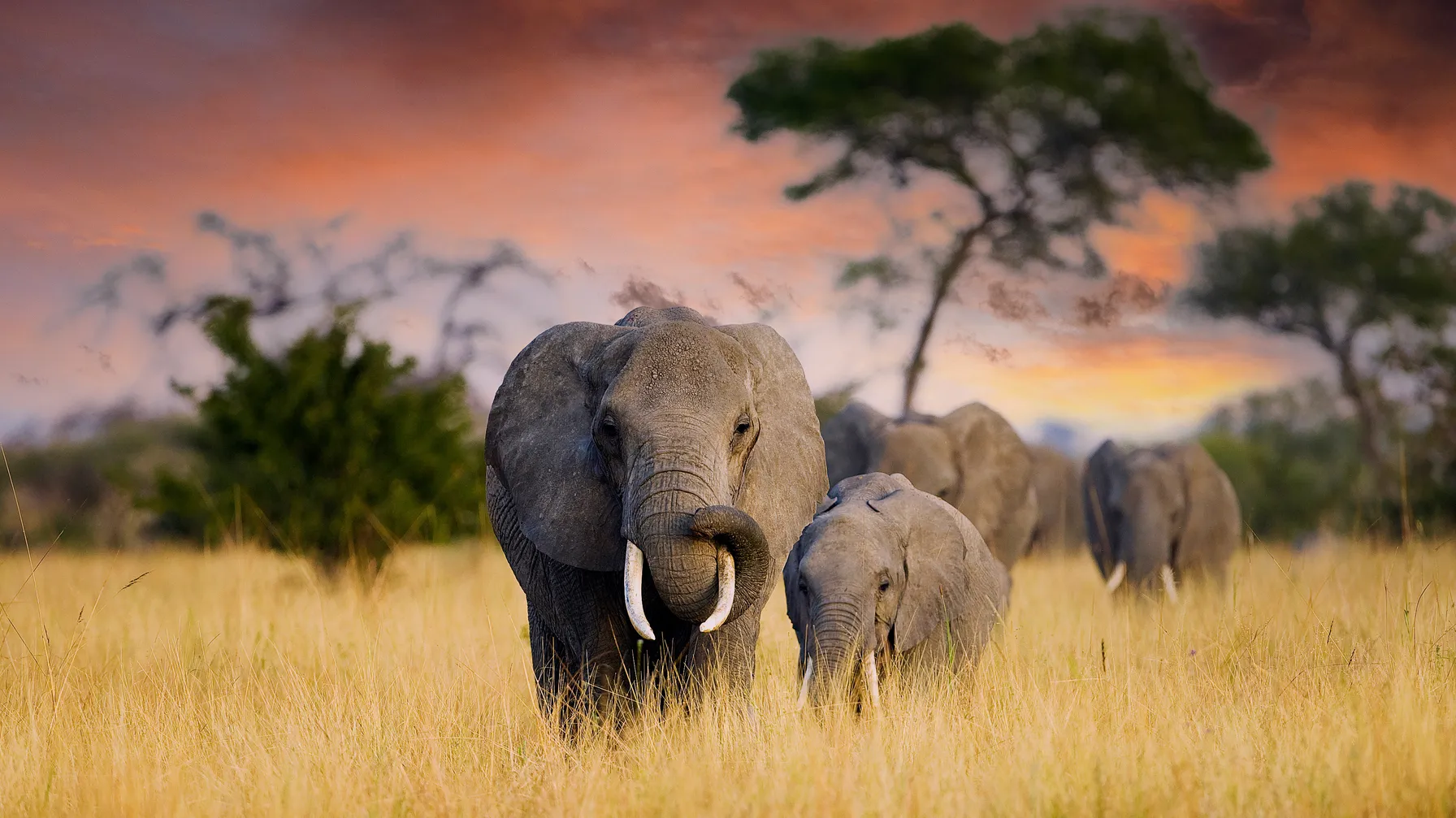 Tanzanie