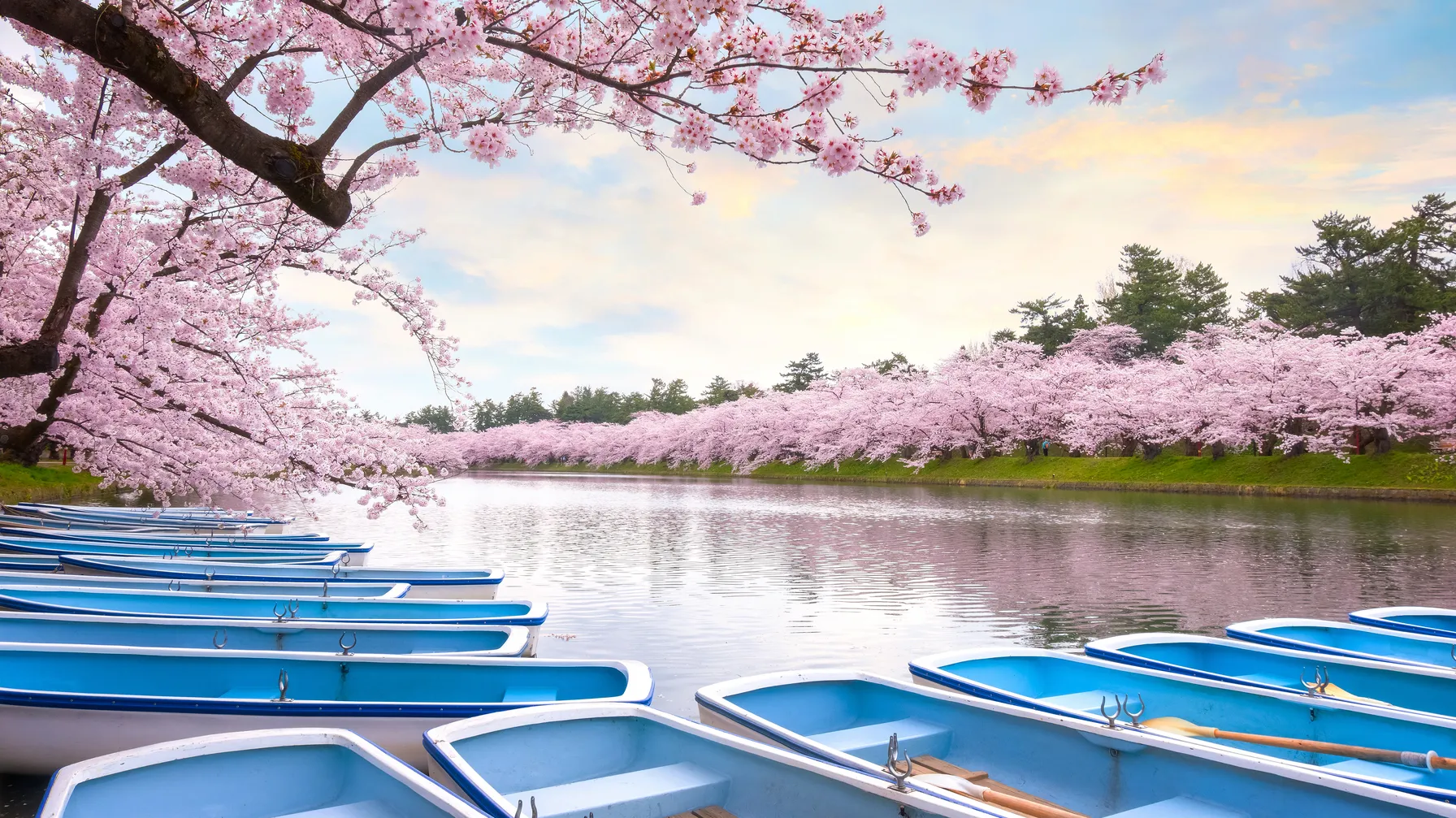 Japan in April: the ideal time to discover the blooming archipelago? article