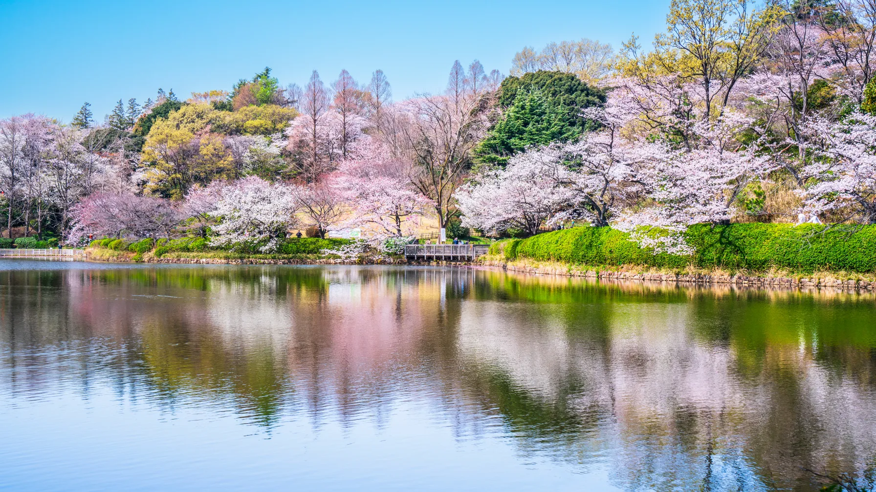 Going to Japan in March: the perfect time to discover the Japanese spring article