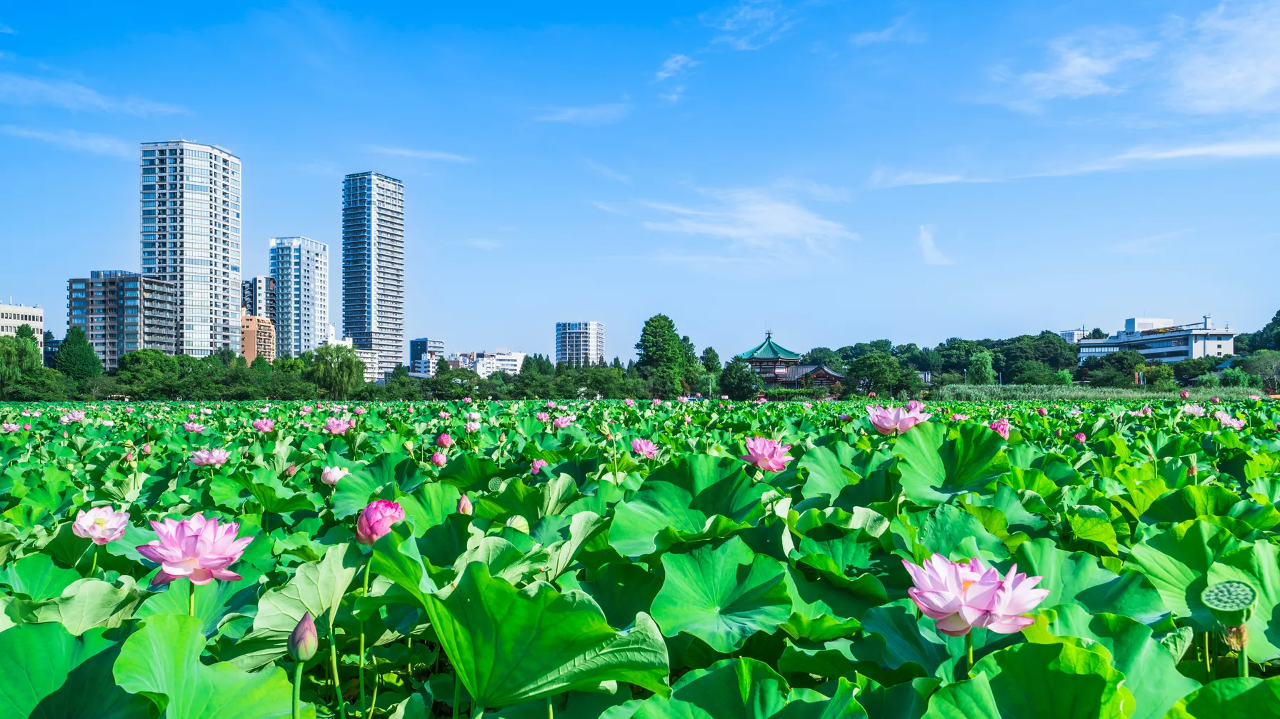 Juillet à Tokyo : quand partir découvrir la capitale japonaise en plein été ? article