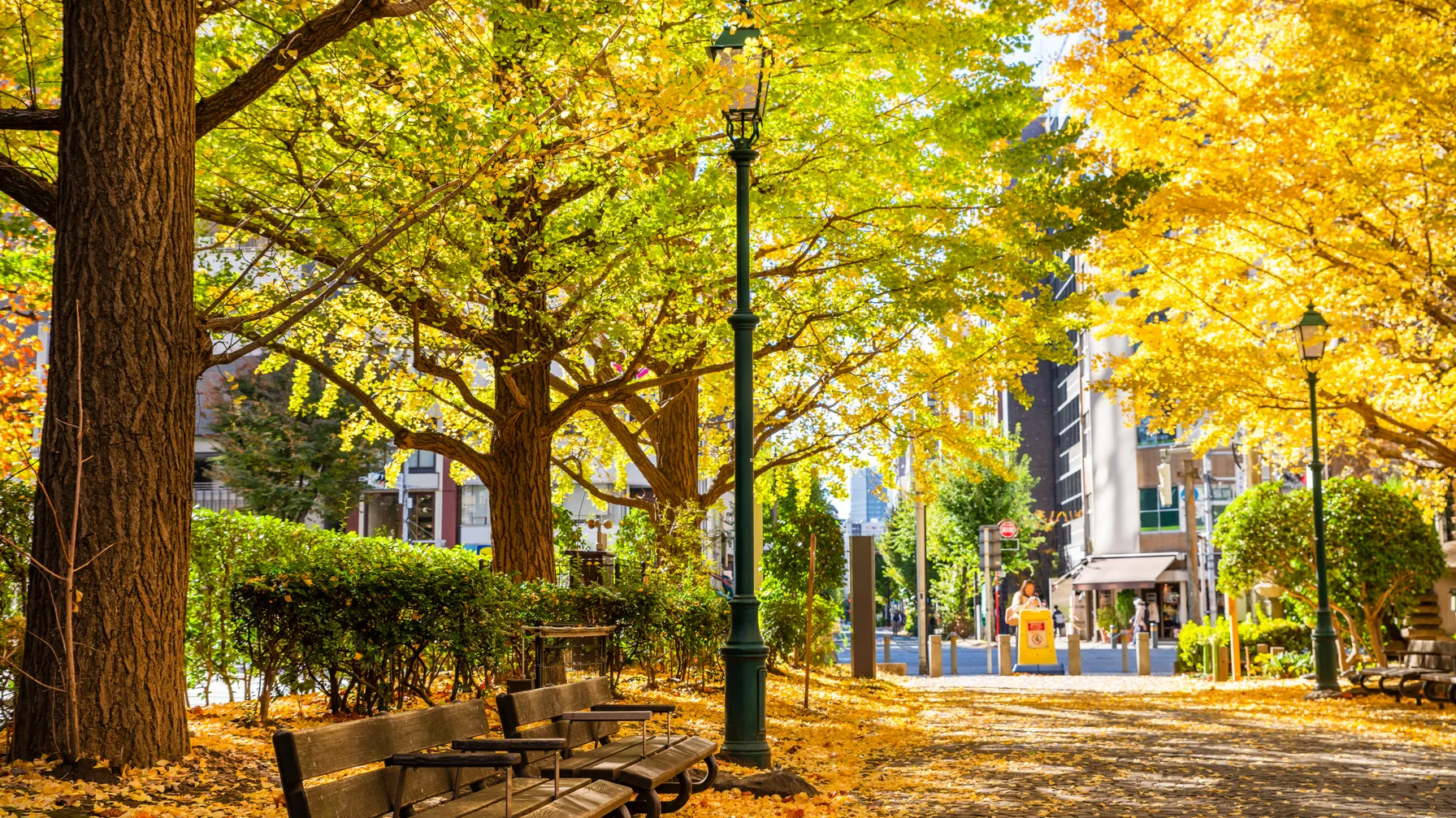 Partir à Tokyo en novembre : découvrez la capitale japonaise sous ses plus belles couleurs article