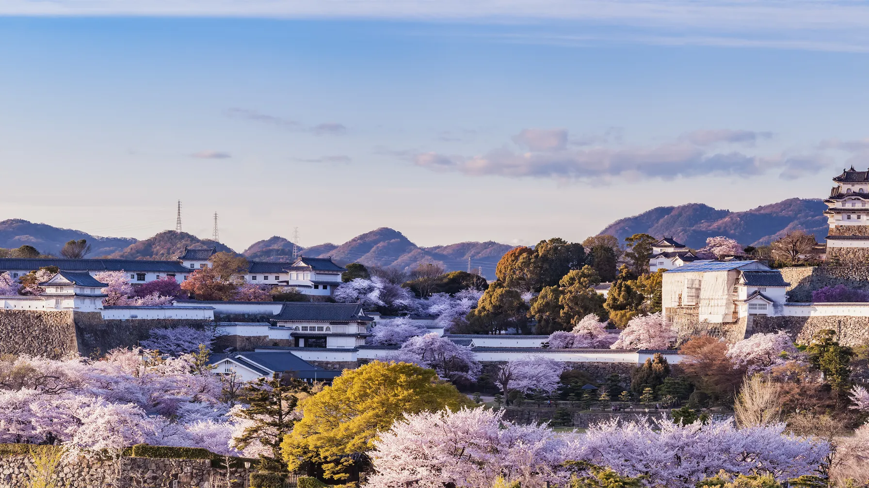 Tokyo en mars : votre guide complet pour découvrir la capitale japonaise article