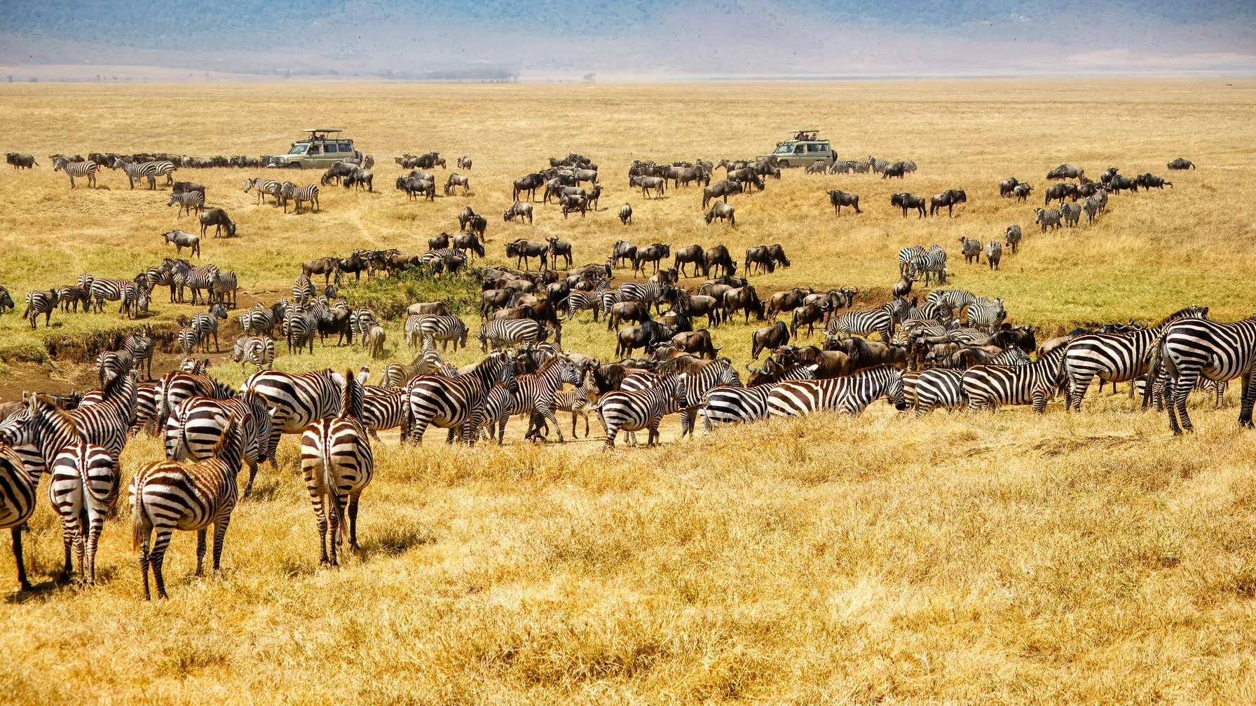 Quand partir en Tanzanie : guide complet pour choisir votre période idéale article