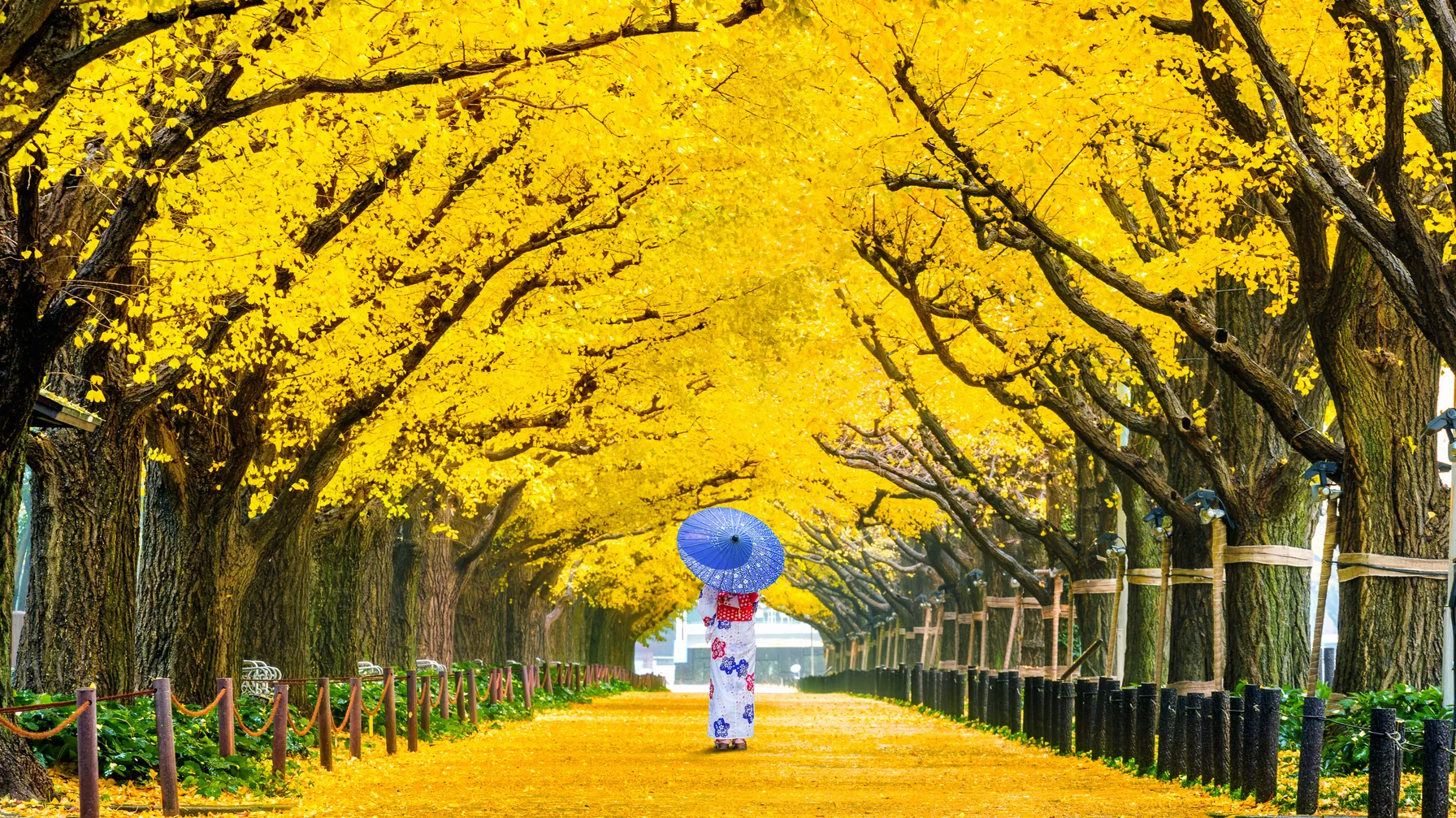 Tokyo en mai : votre guide complet pour un voyage réussi au printemps japonais article