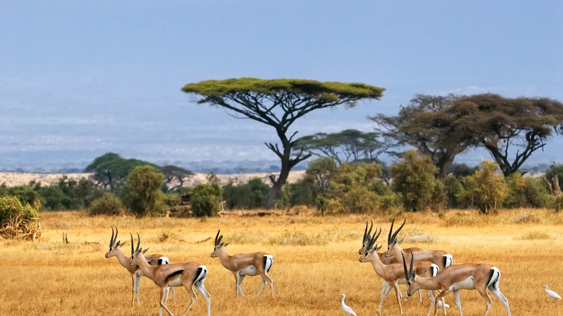 Que faire en Afrique du Sud : guide des expériences incontournables article