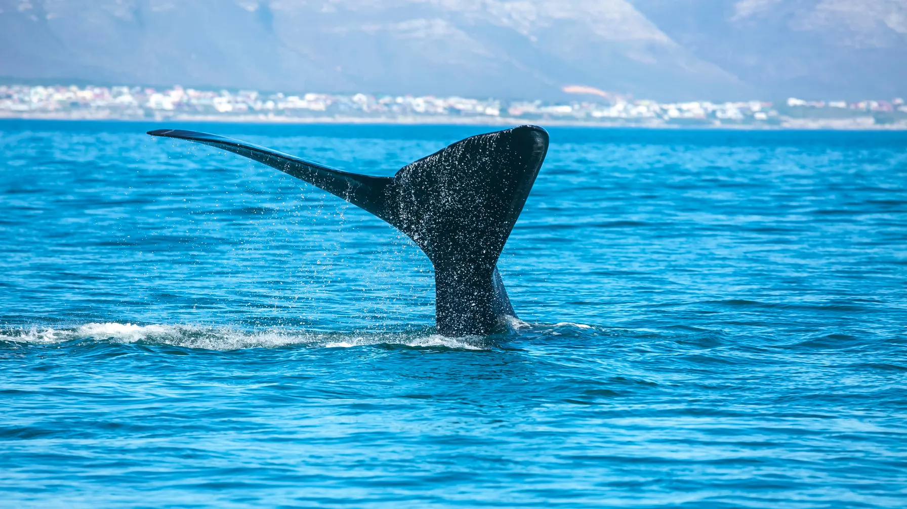 What to do in Hermanus: Discover the whale watching capital of South Africa article