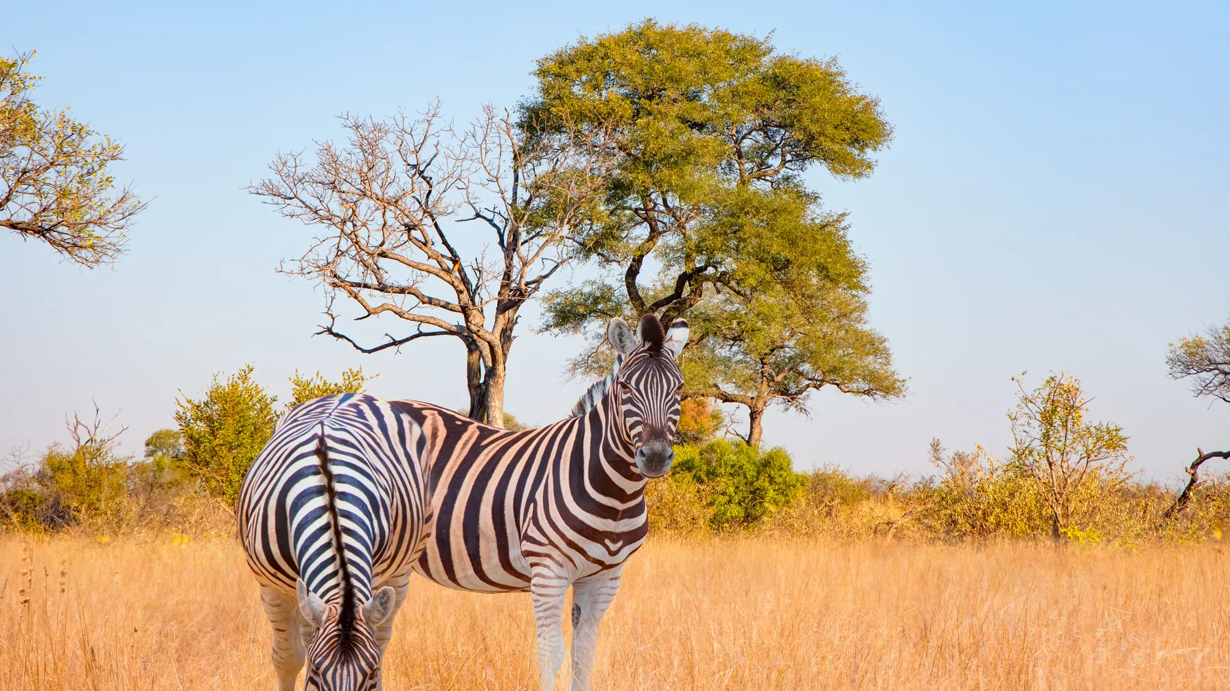 L'Afrique du Sud en novembre : une période idéale pour voyager ? article