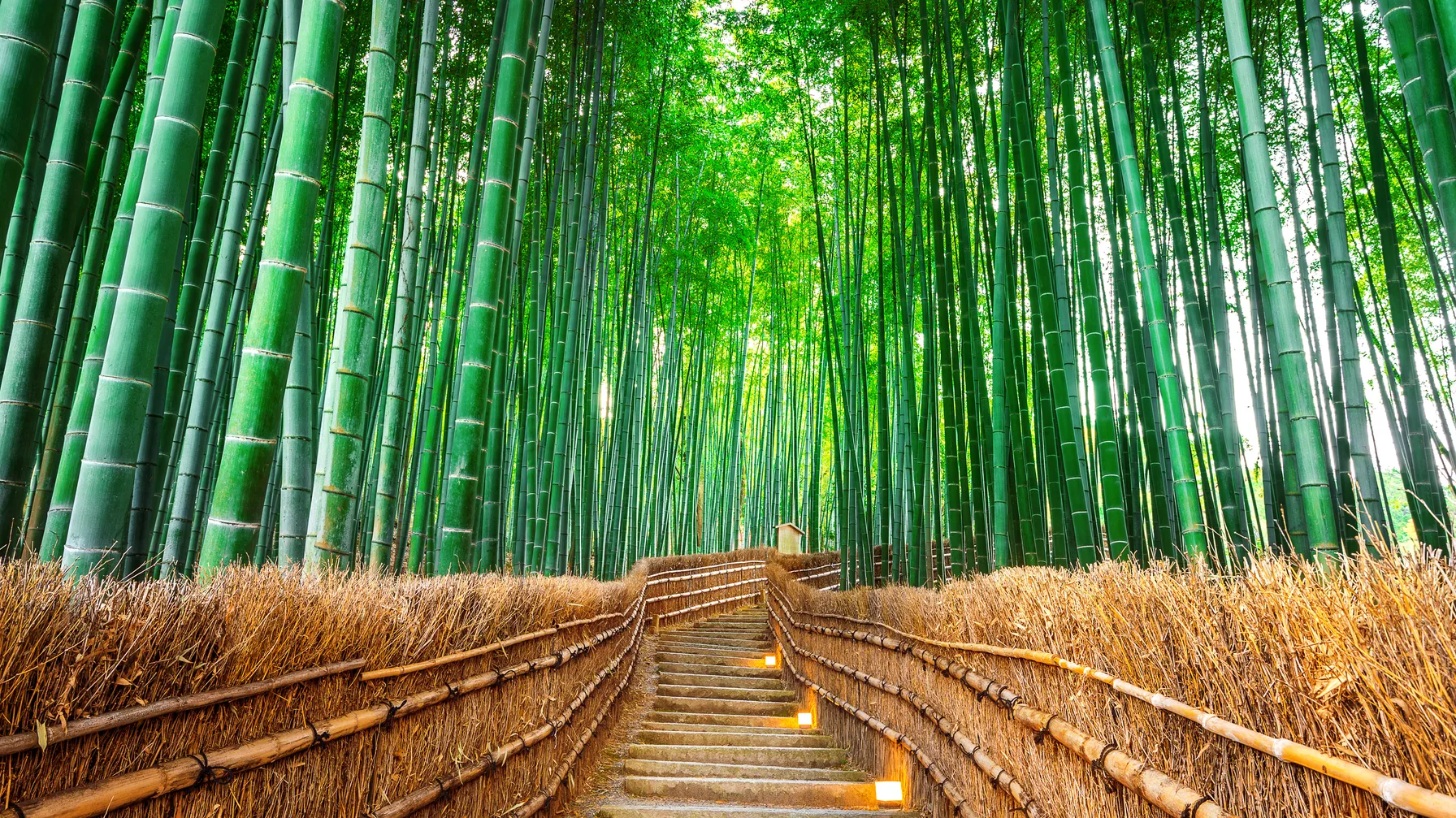 Kyoto in May: Discover the Imperial Capital in Its Finest Glory article