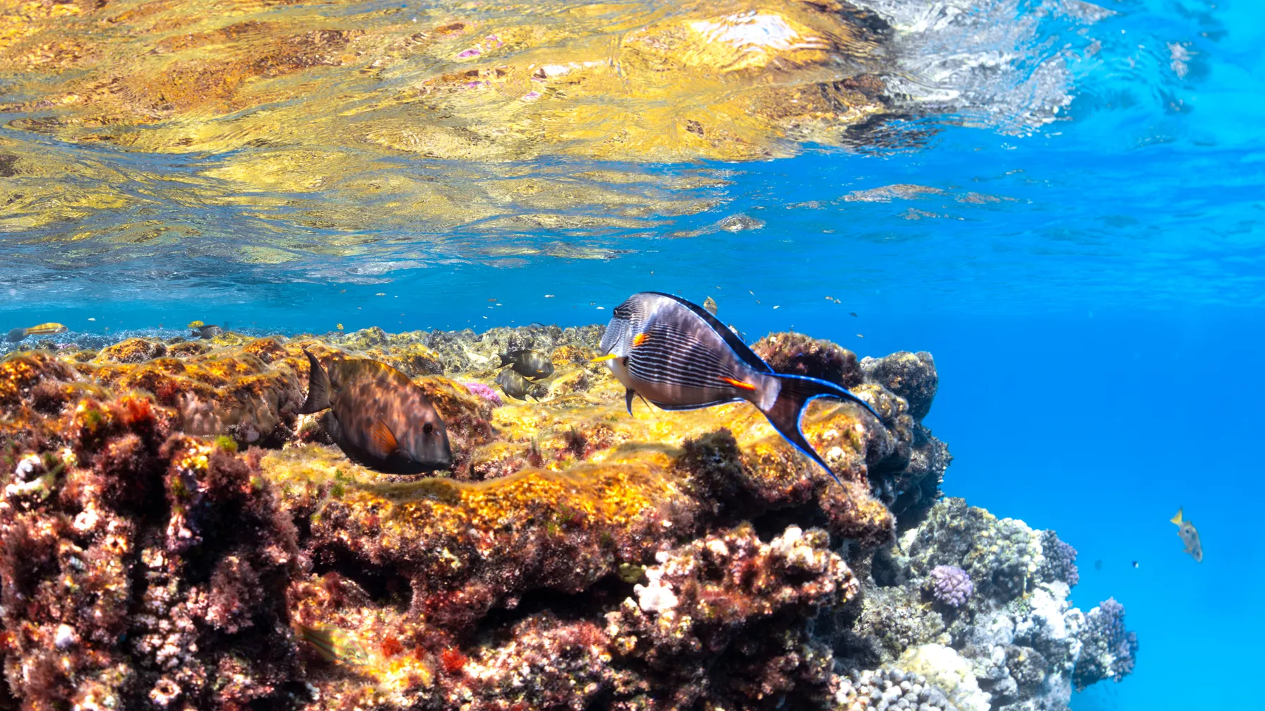 The Red Sea in April: the perfect time for your sunny vacation? article