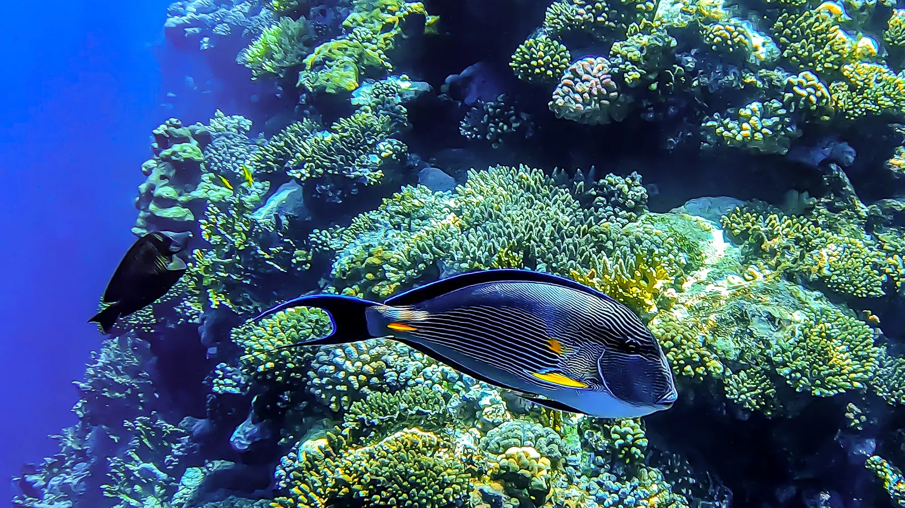 Sharm el-Sheikh in May: the ideal destination for your sunny holiday article
