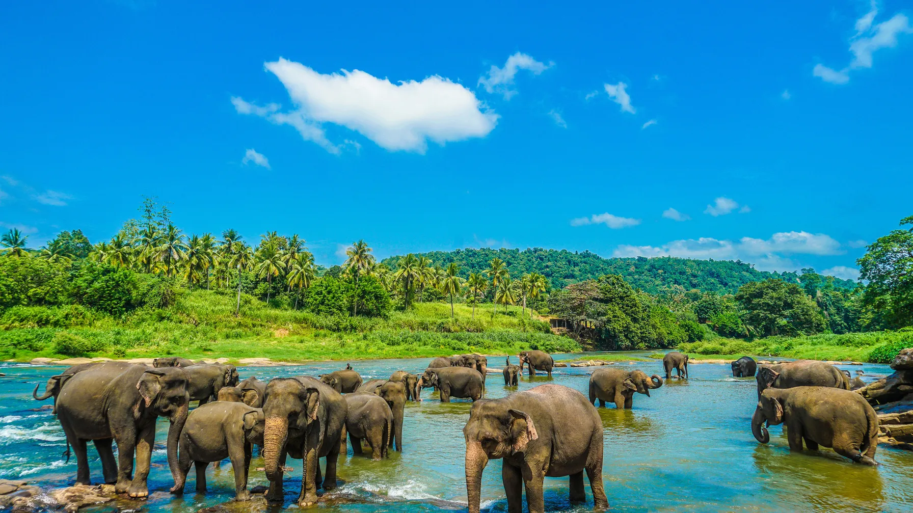 Sri Lanka in September: find out if it's the ideal time for your trip article