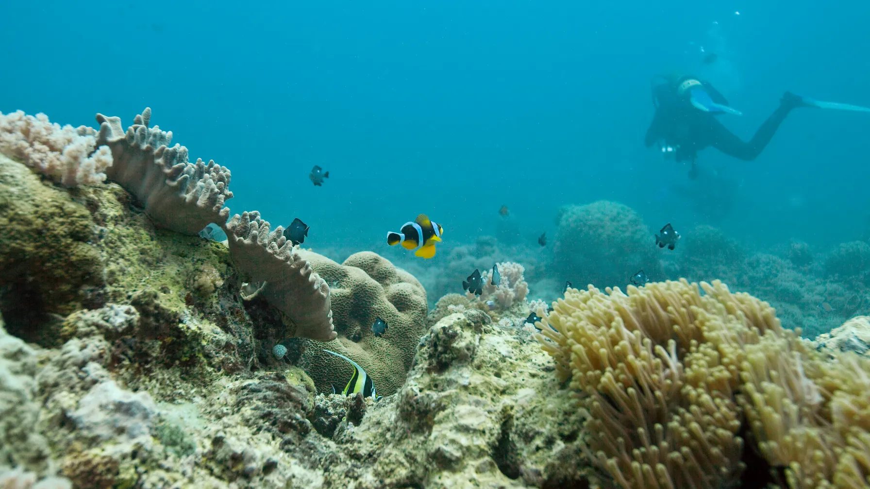Plongée à l'île Maurice : explorez les trésors cachés de l'océan Indien article