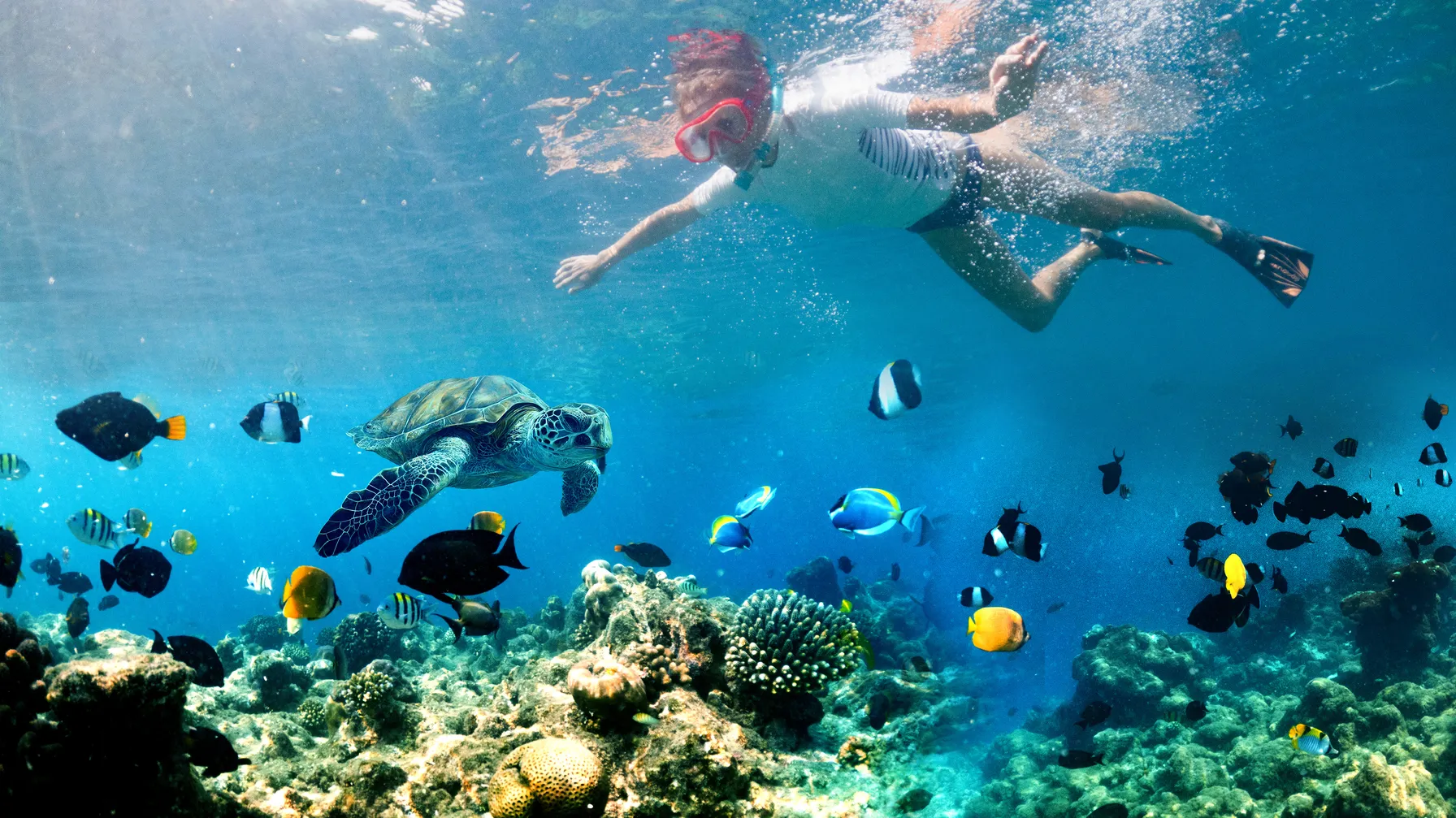 Diving in Thailand: Complete Guide to the Best Underwater Sites article