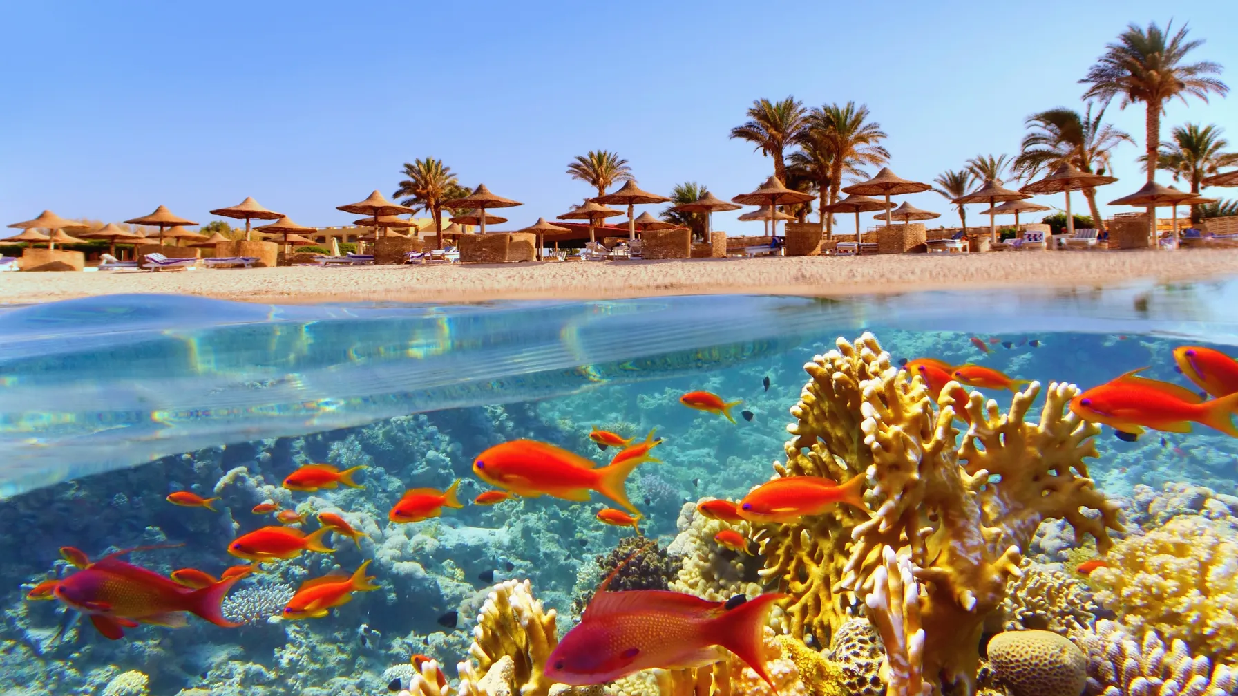 Plongée en Égypte : explorez les merveilles sous-marines de la mer Rouge article