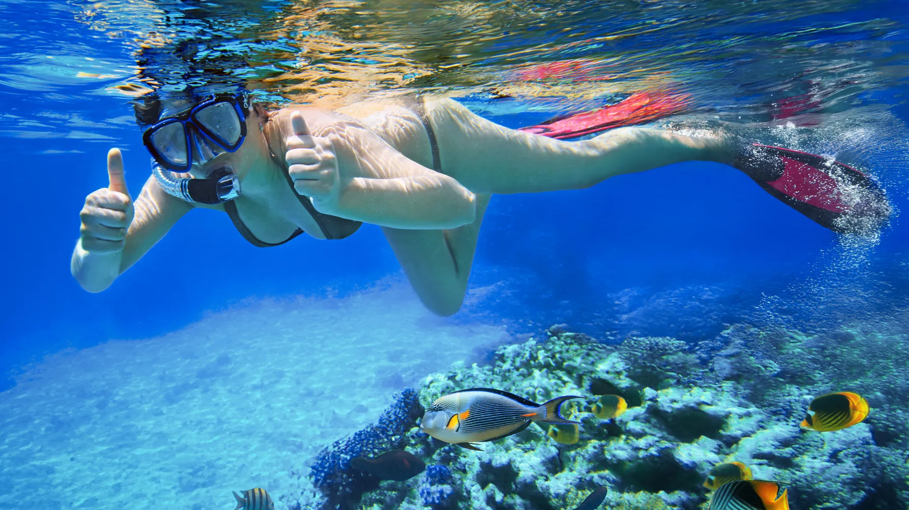 Diving in the Red Sea: Complete Guide to the Most Beautiful Diving Sites article