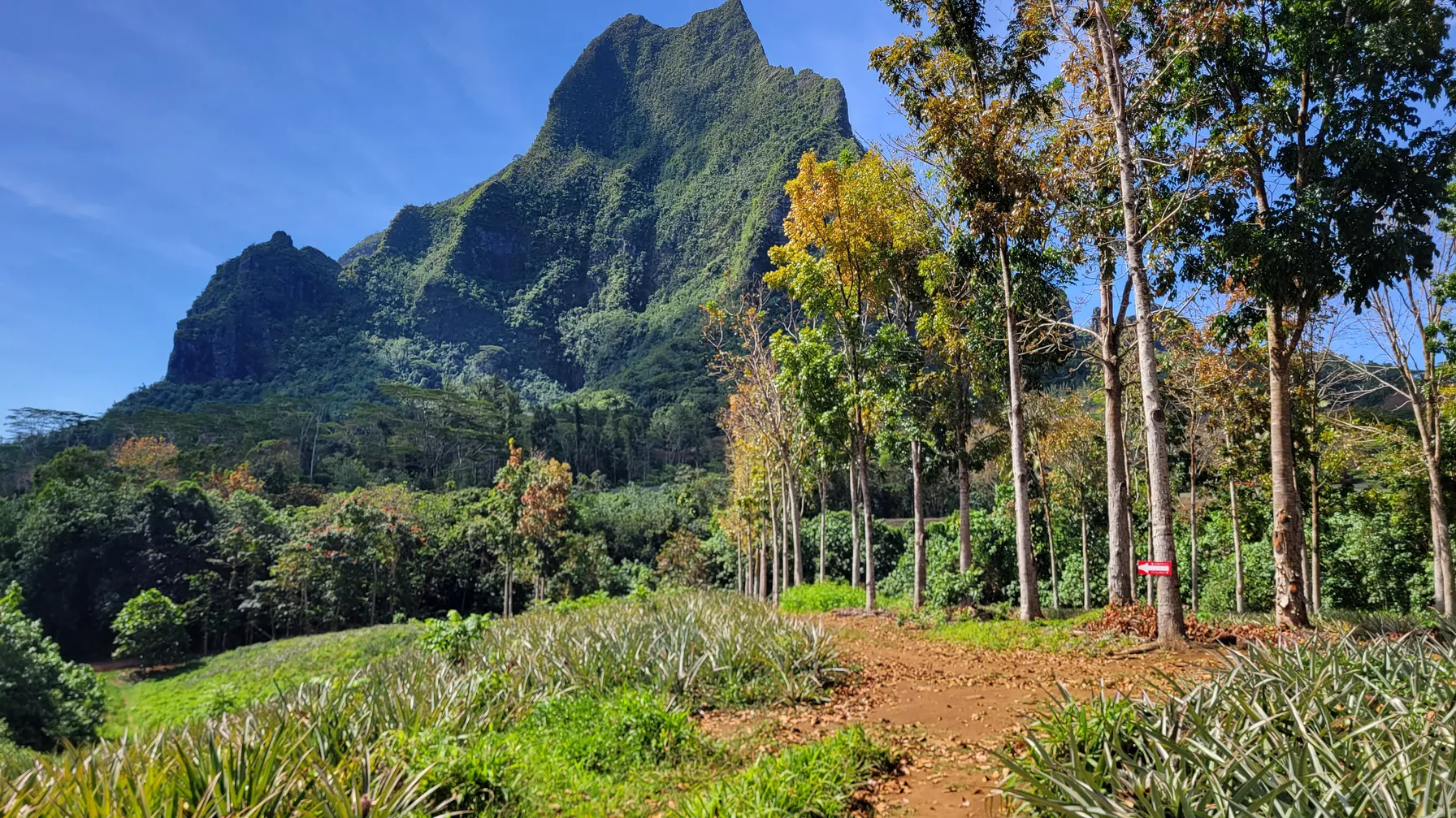Hiking in Moorea: the most beautiful trails to explore on foot article