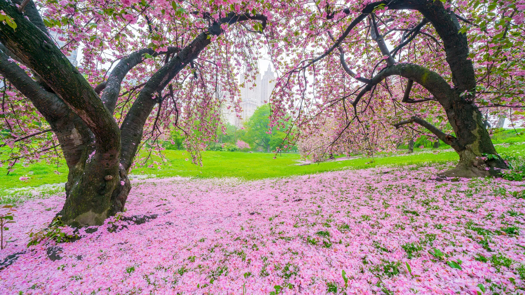 New York in May: the city that awakens in spring article