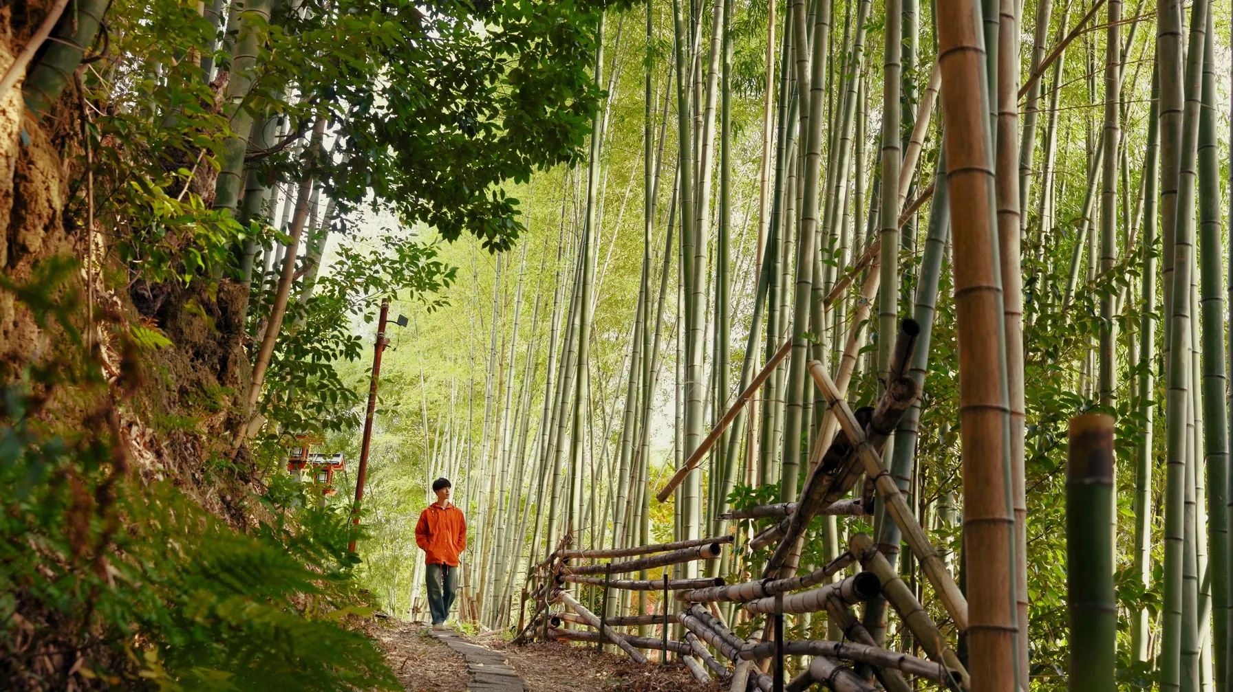Hiking in Kyoto: essential trails to explore on foot article