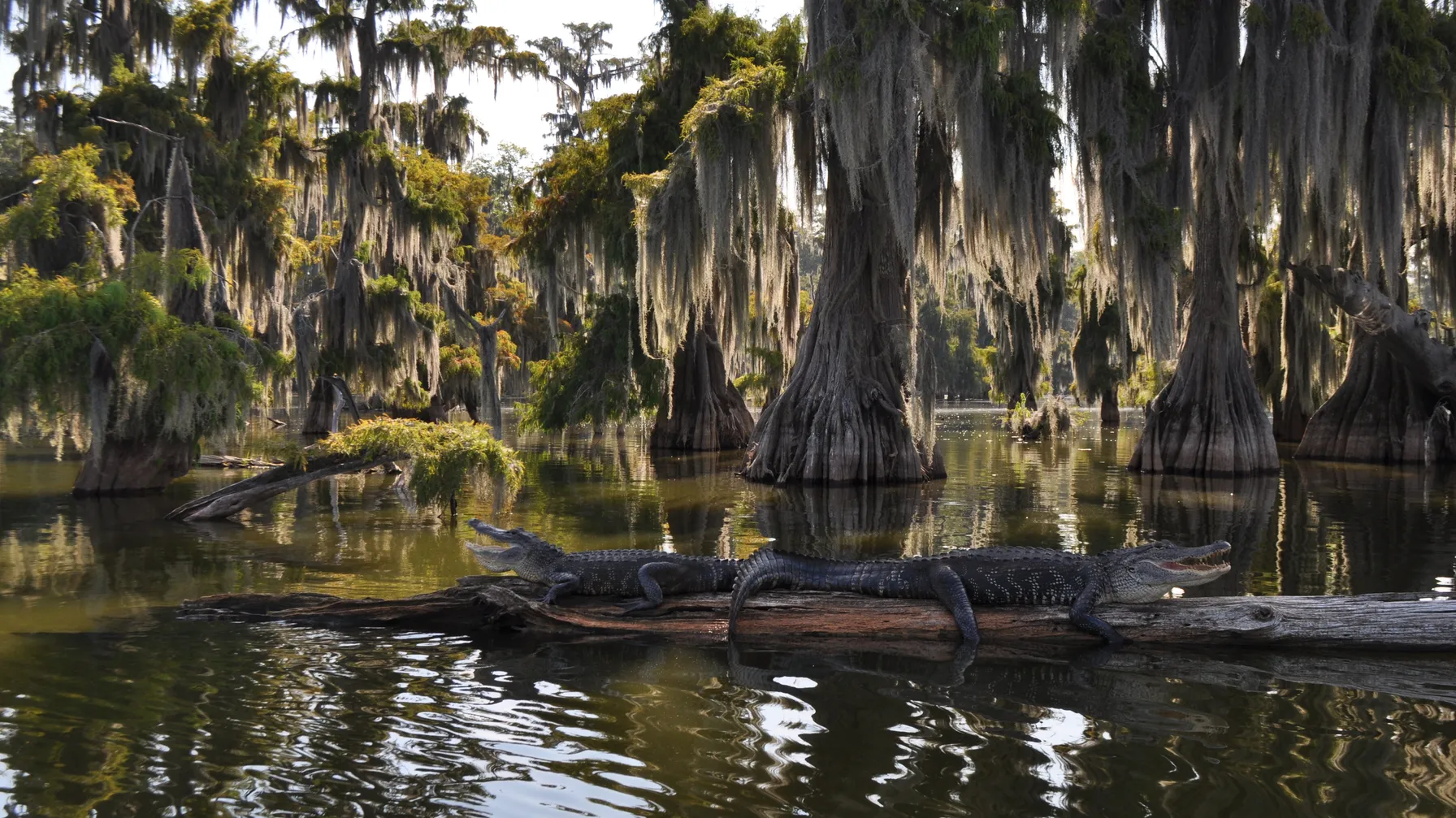 Louisiana Beach: the best spots for a laid-back stay article