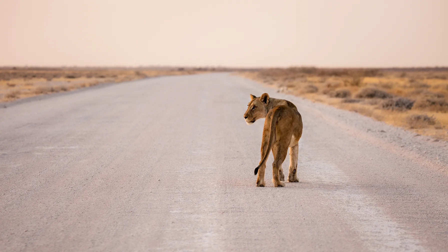Namibia guide: all you need to know to prepare your trip article