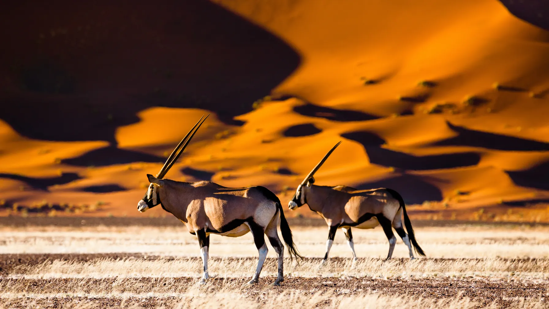 When to go to Namibia: the guide to choosing your best time article