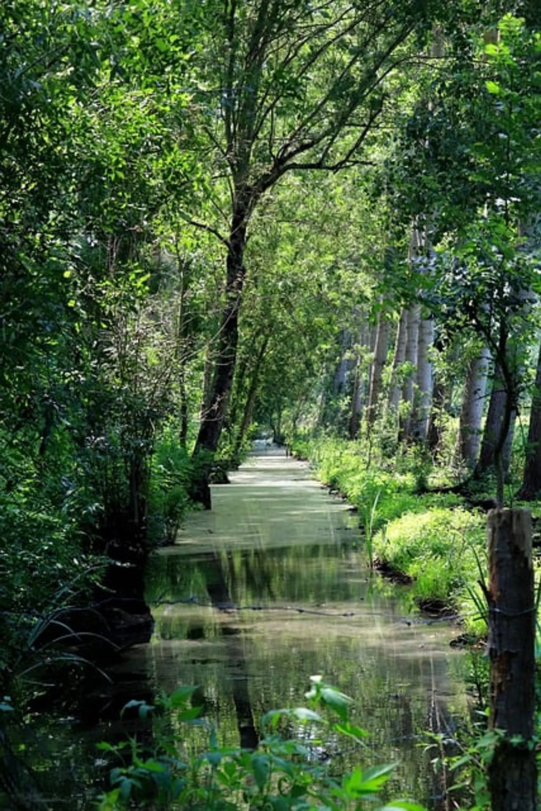 Poitevin Marshes