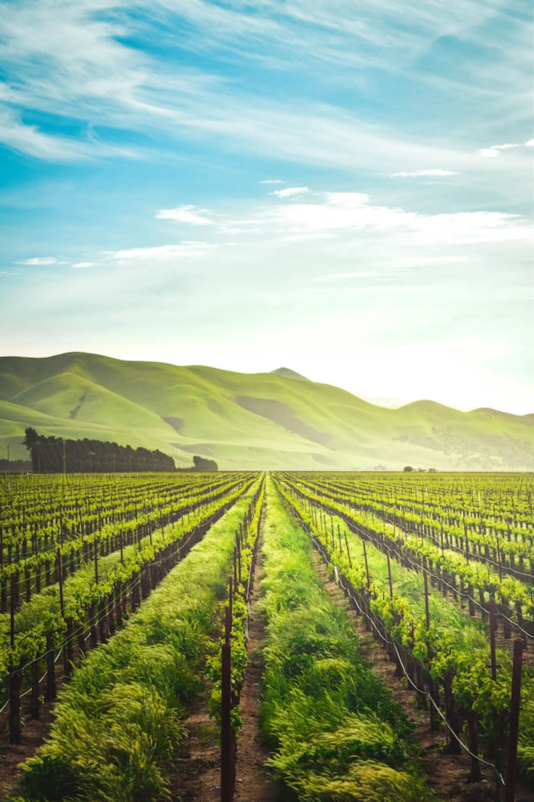 Route des vins d'Alsace