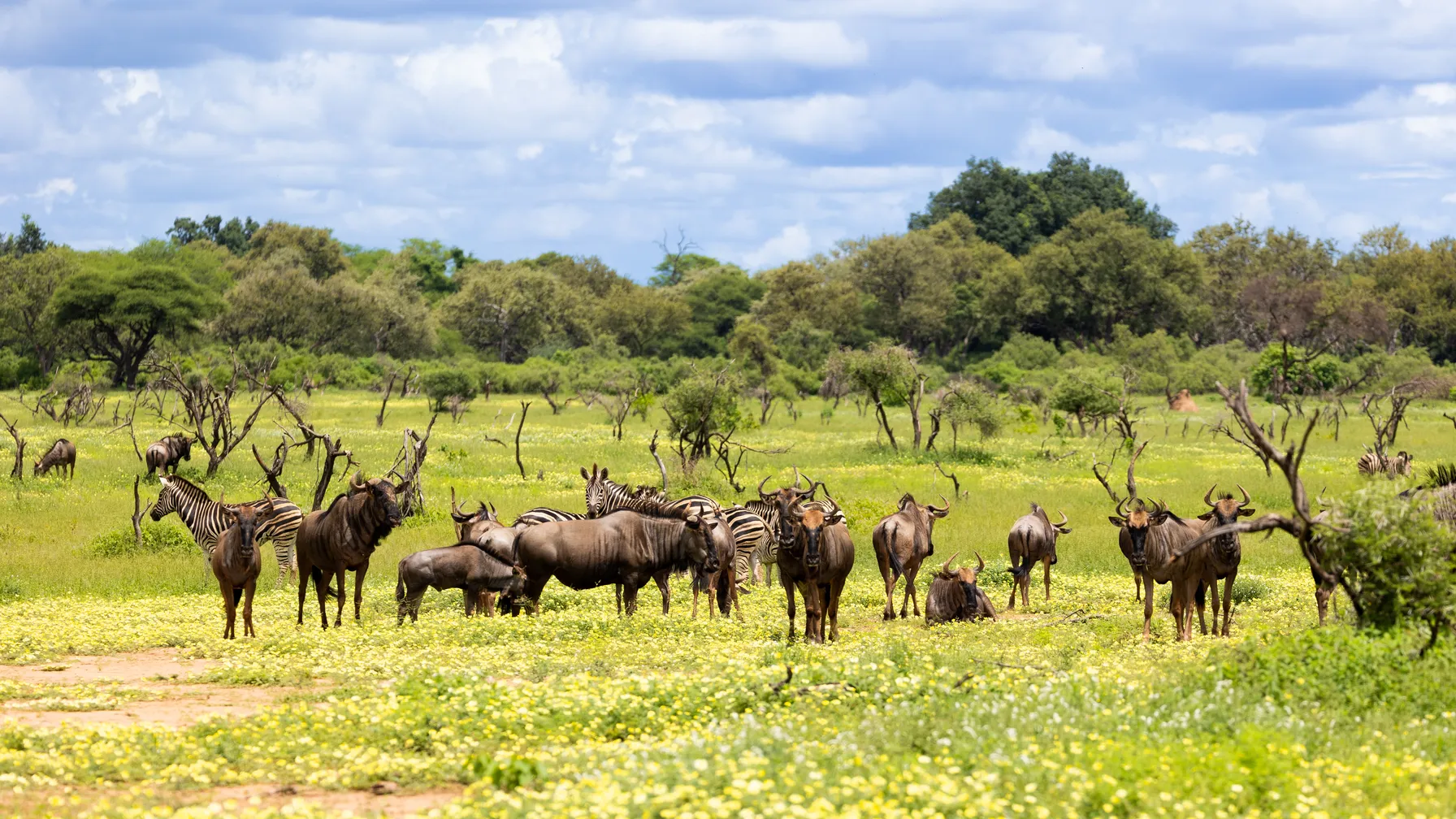 Mapungubwe National Park