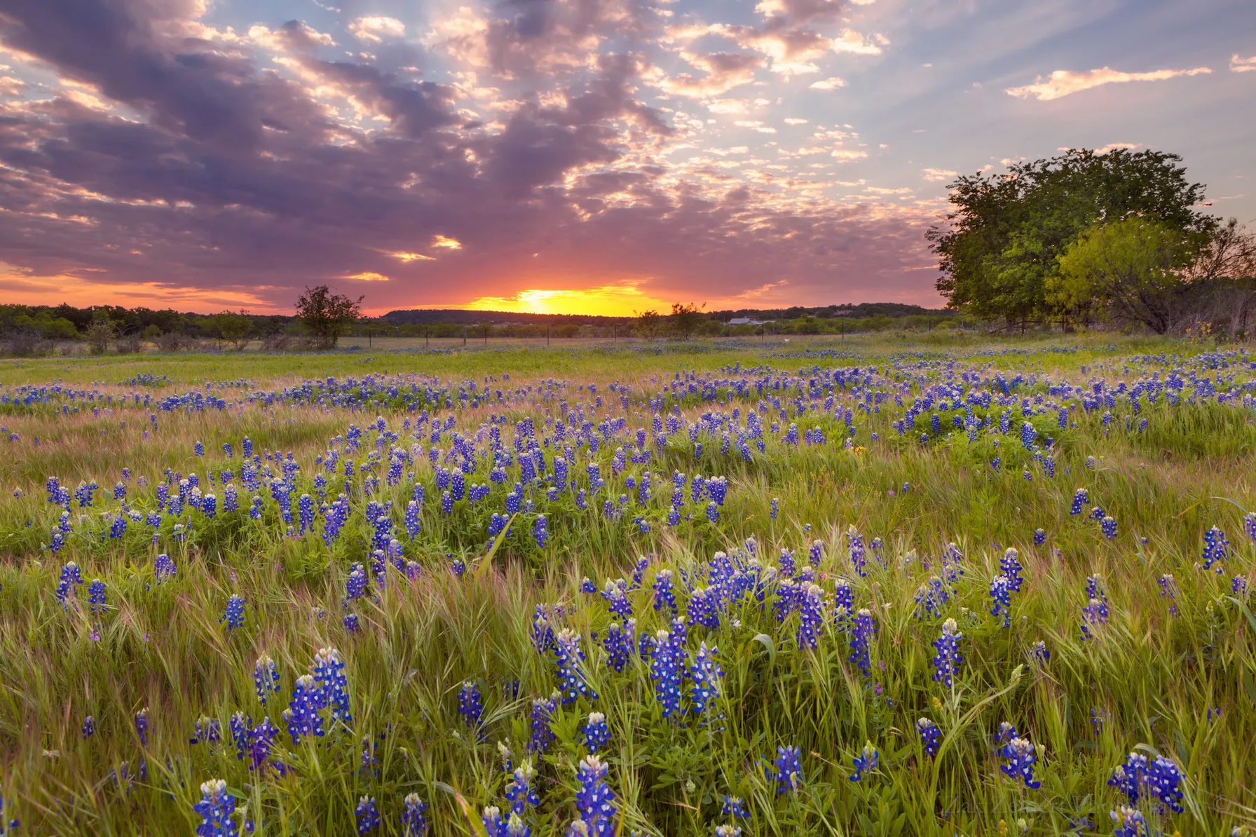 Texas