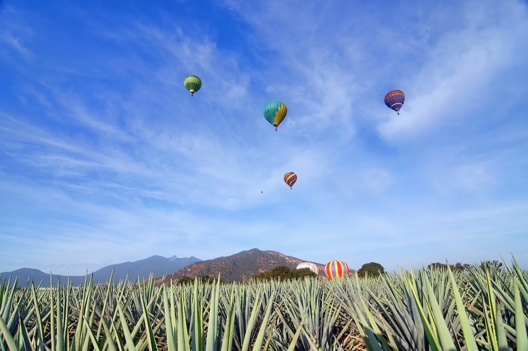Côte Ouest & Vallée de Tequila