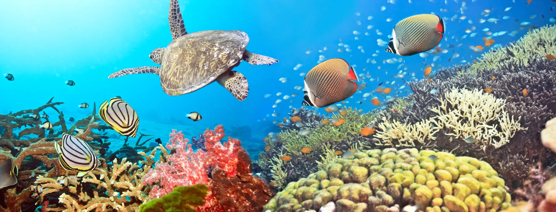 Îles Similan