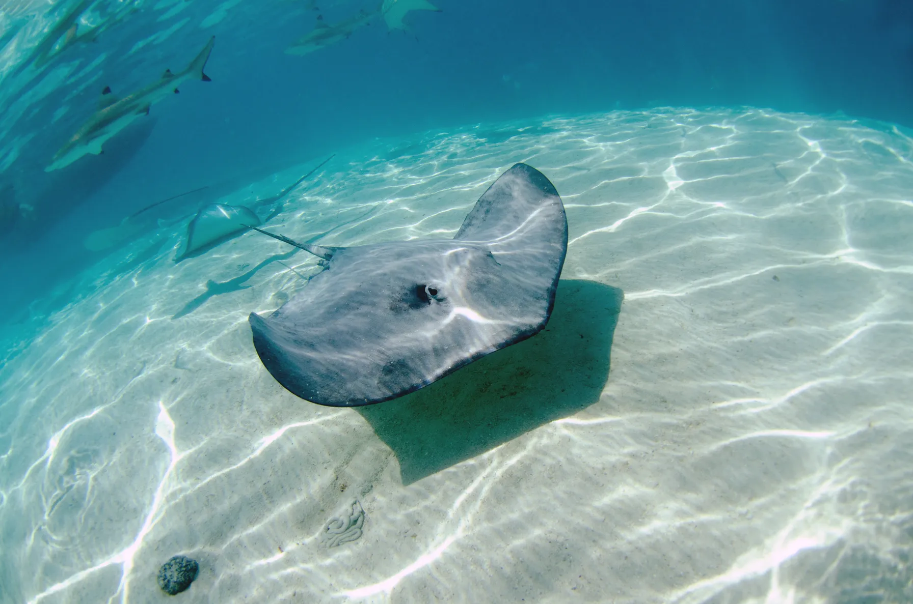 Moorea