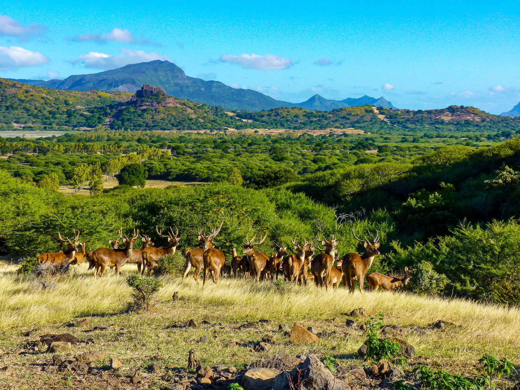 Safari à l'Ile Maurice