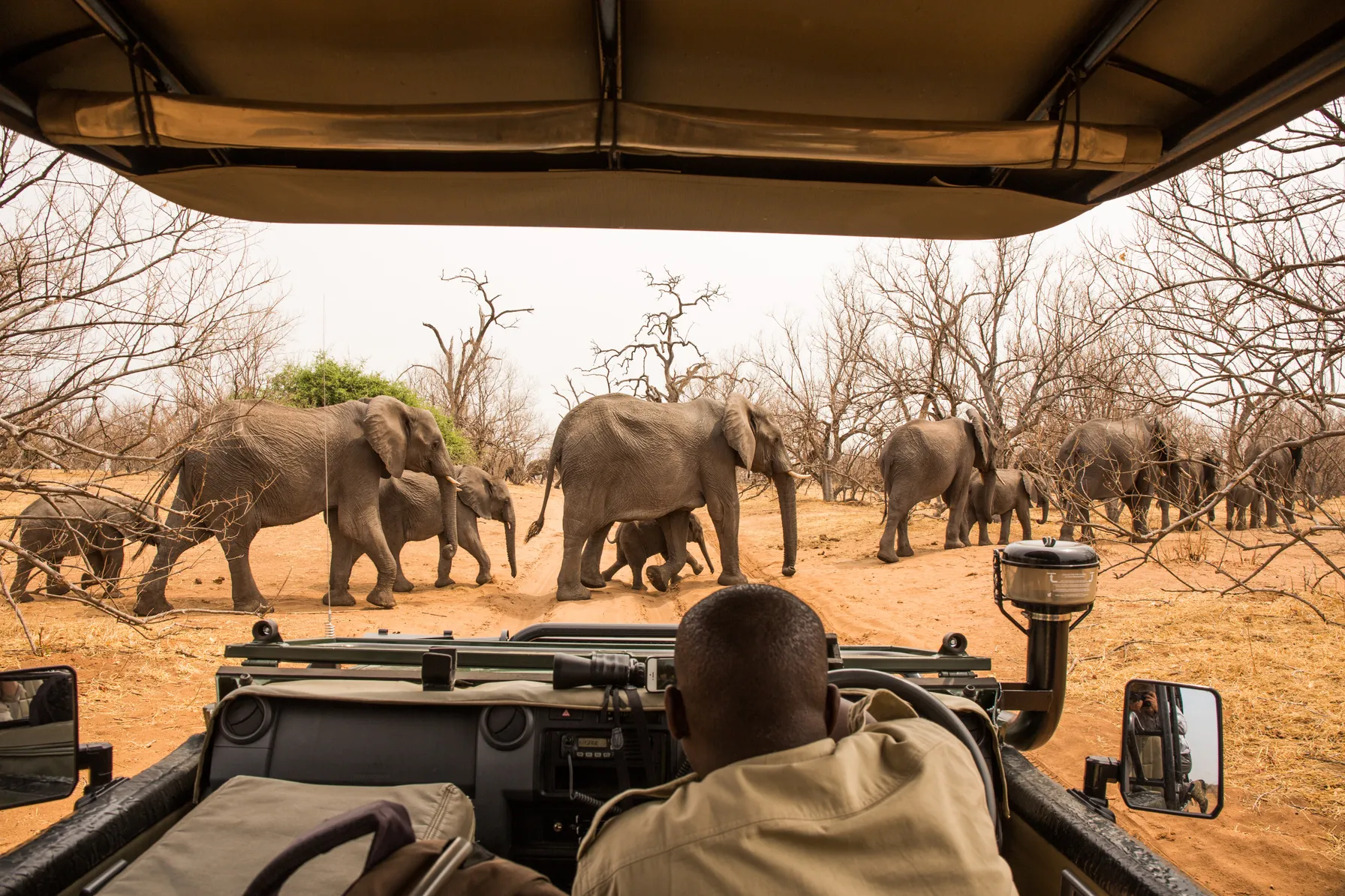 Safari au Botswana