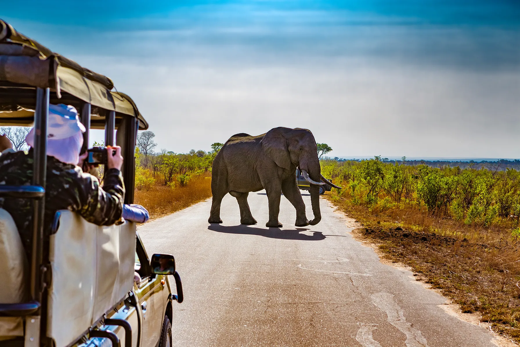 Safari en Afrique du Sud