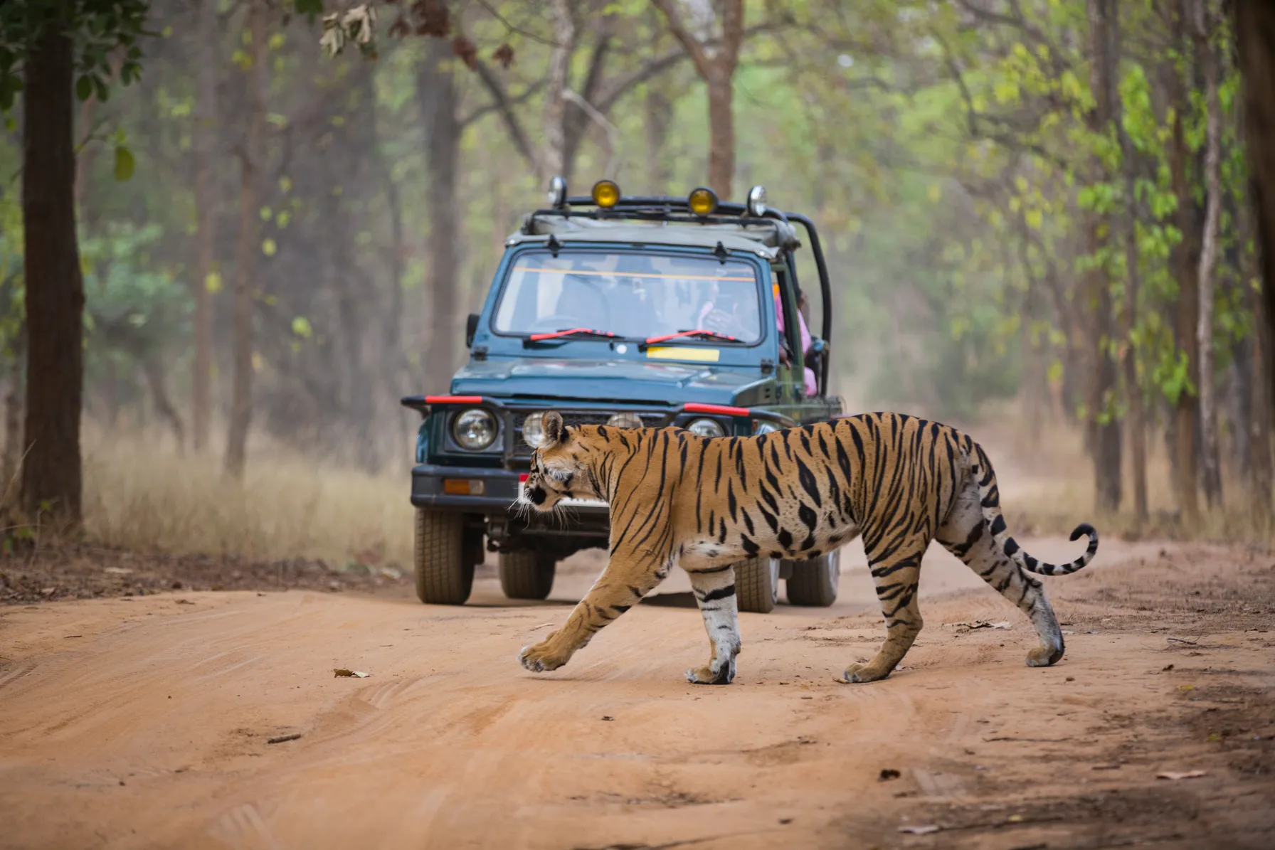 Safari in India