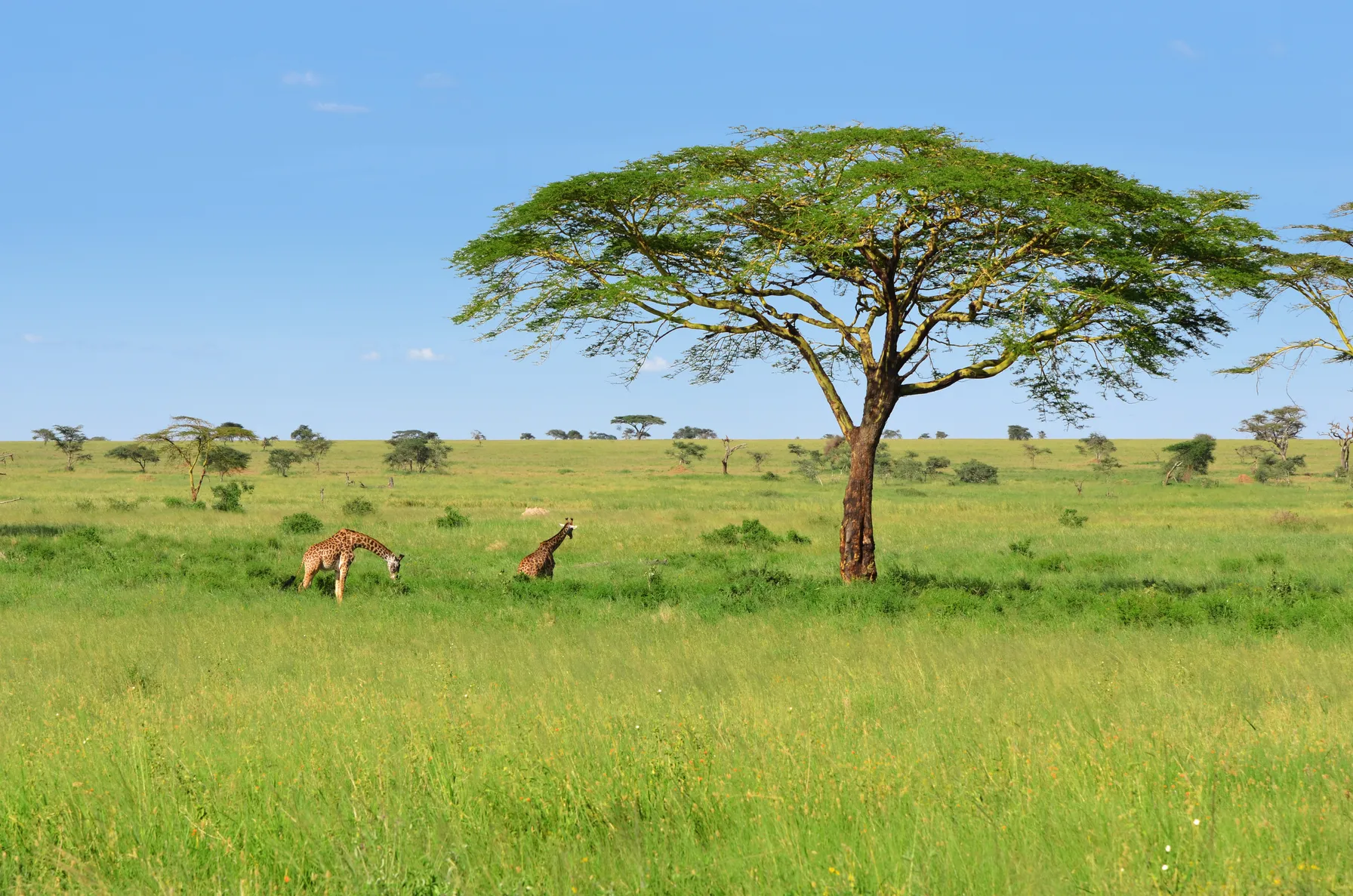 Safari in Tanzania