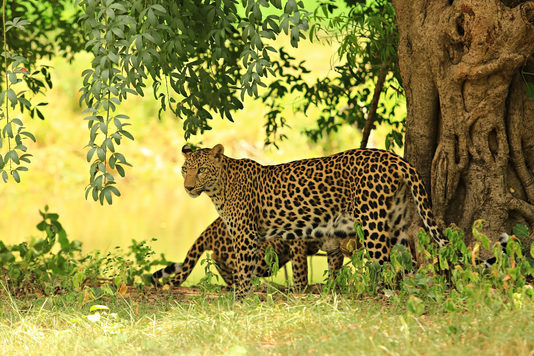 Safari in Thailand
