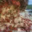 Christmas Island