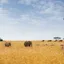 Safari